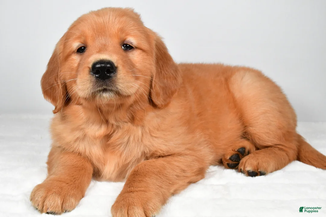 Golden Retriever dogs for sale: Roxy - Ad 1