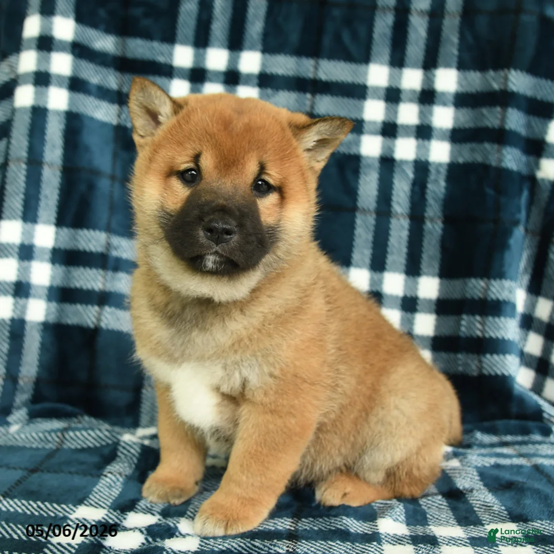 Shiba Inu dogs for sale: Samson - Ad 1