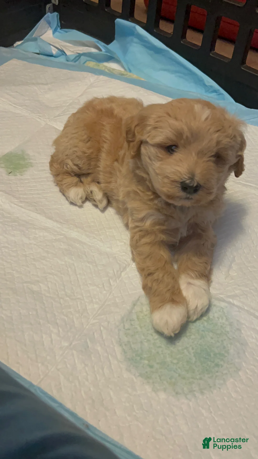 Mixed Breed dogs for sale: Mixed Breed Puppy 2 - Ad 1