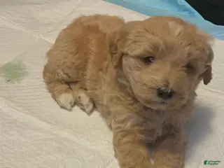 Mixed Breed dogs Mixed Breed Puppy 2 - Ad 28