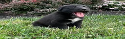 Mixed Breed dogs for sale: Kai - Ad 4