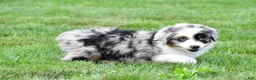 Miniature Australian Shepherd dogs for sale: Wendy - Ad 8