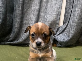Australian Cattle Dog dogs Ruby - Ad 21