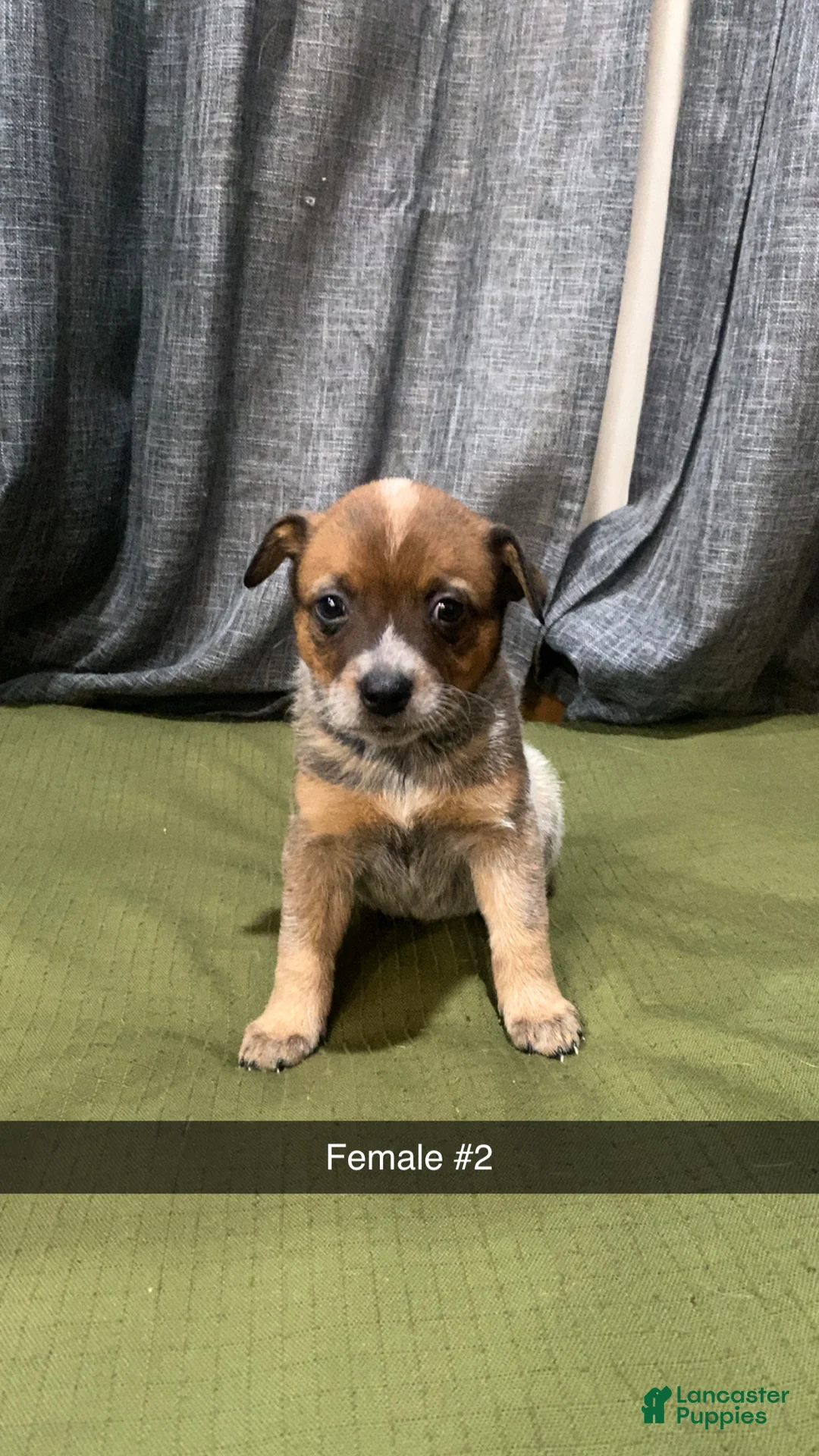 Australian Cattle Dog dogs for sale: Gunnar  - Ad 8