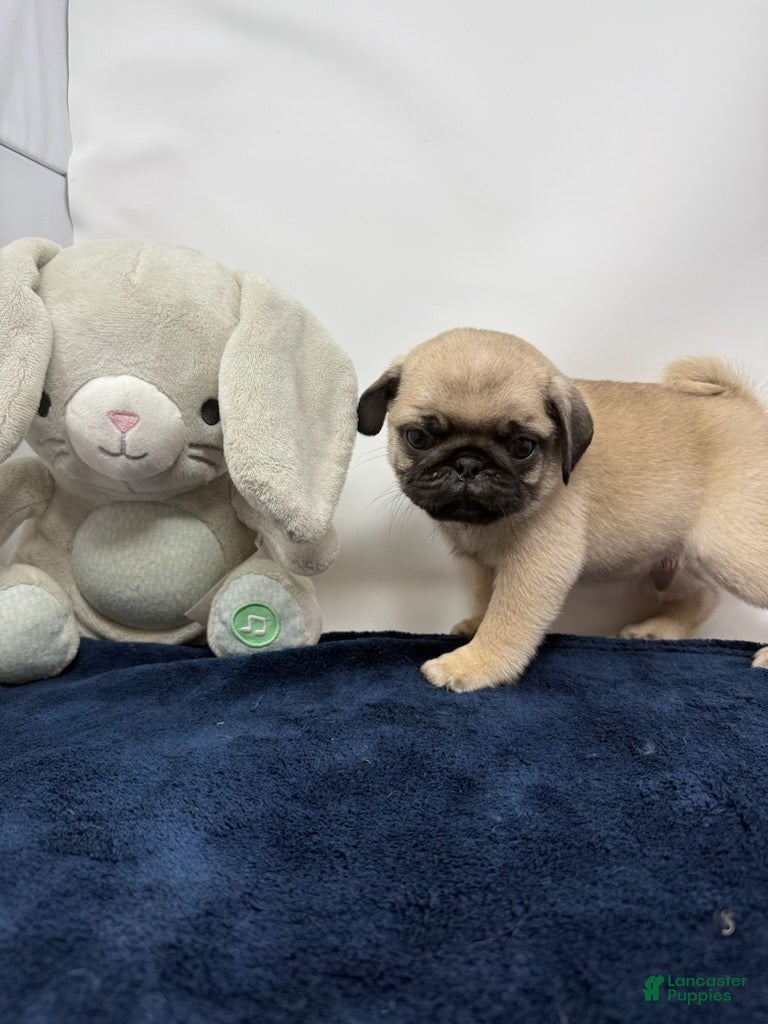 Pug dogs Rumble - Ad 2