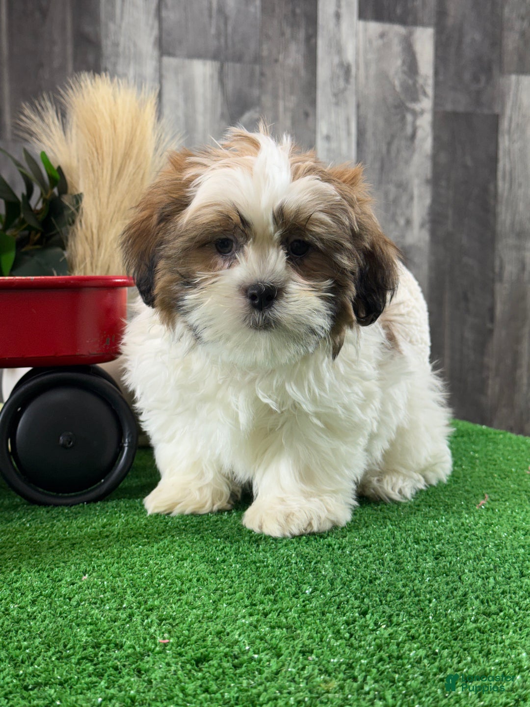 Shih Tzu dogs for sale: Stormy - Ad 1