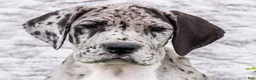 Great Dane dogs for sale: Zander - Ad 2