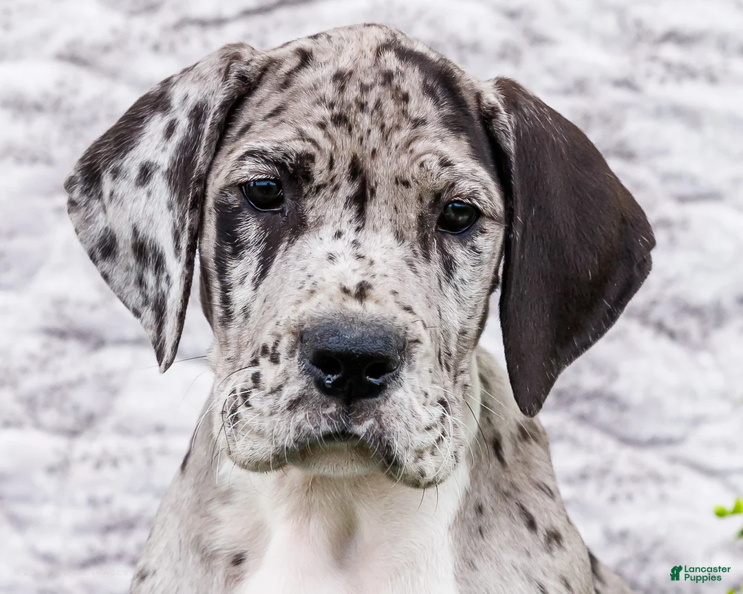 Great Dane dogs for sale: Zander - Ad 2