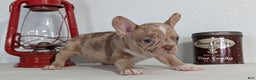 Frenchton dogs for sale: Lance - Ad 8