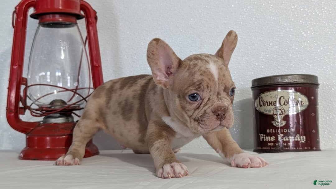 Frenchton dogs for sale: Lance - Ad 8