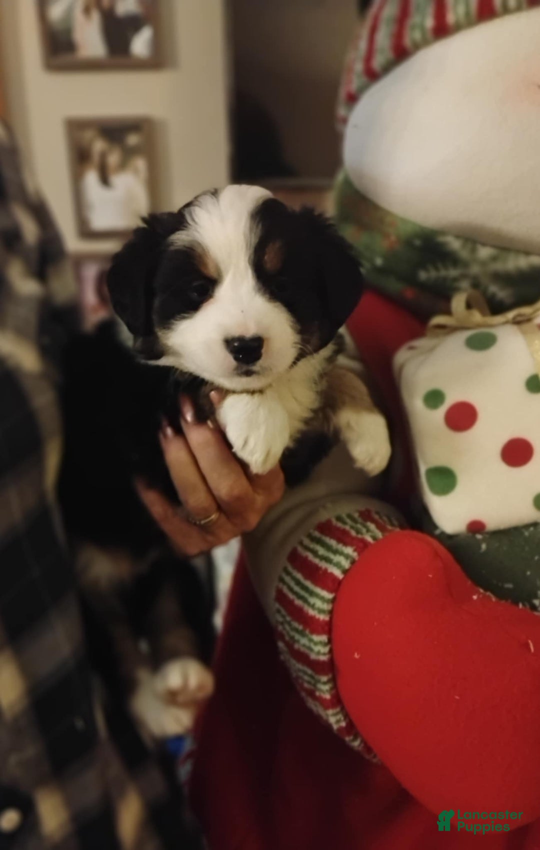 Australian Shepherd dogs for sale: Joy - Ad 1