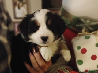 Australian Shepherd dogs Joy - Ad 23