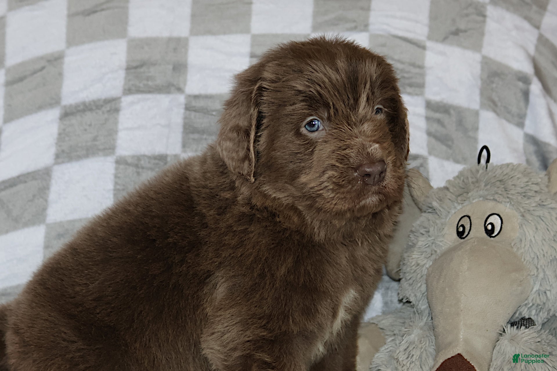 Newfoundland dogs Crystal - Ad 8