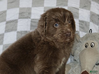 Newfoundland dogs Crystal - Ad 14