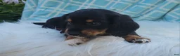 Miniature Dachshund dogs for sale: Venture  - Ad 22
