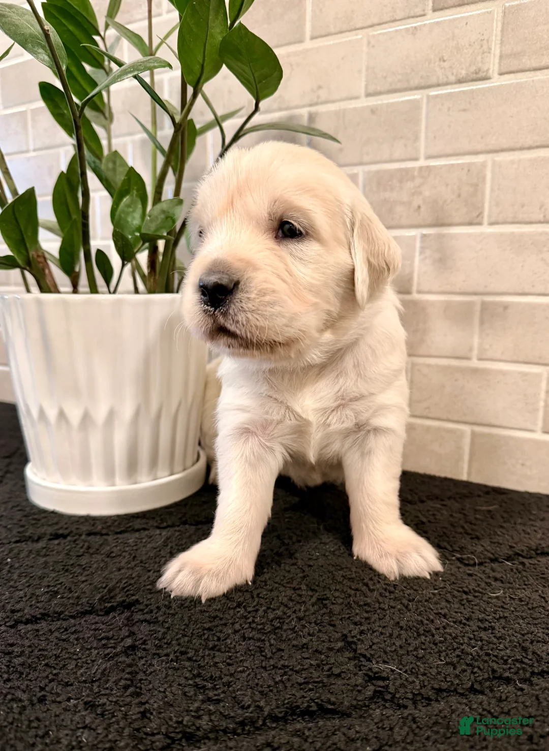 Golden Retriever dogs for sale: Jess - Ad 3