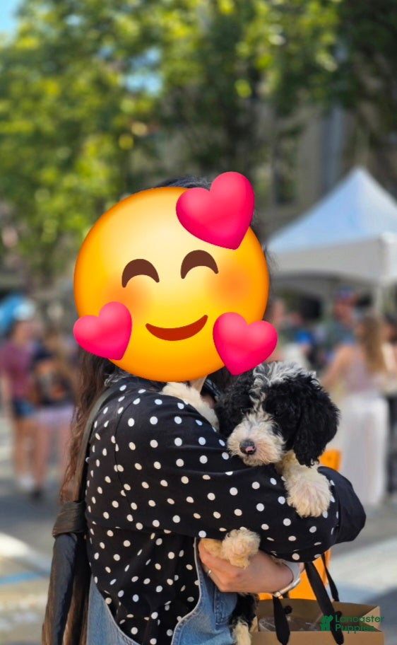 Sheepadoodle