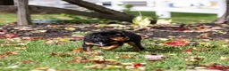 Cavalier King Charles Spaniel dogs for sale: Butch - Ad 3