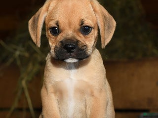 Puggle dogs - Ad 26