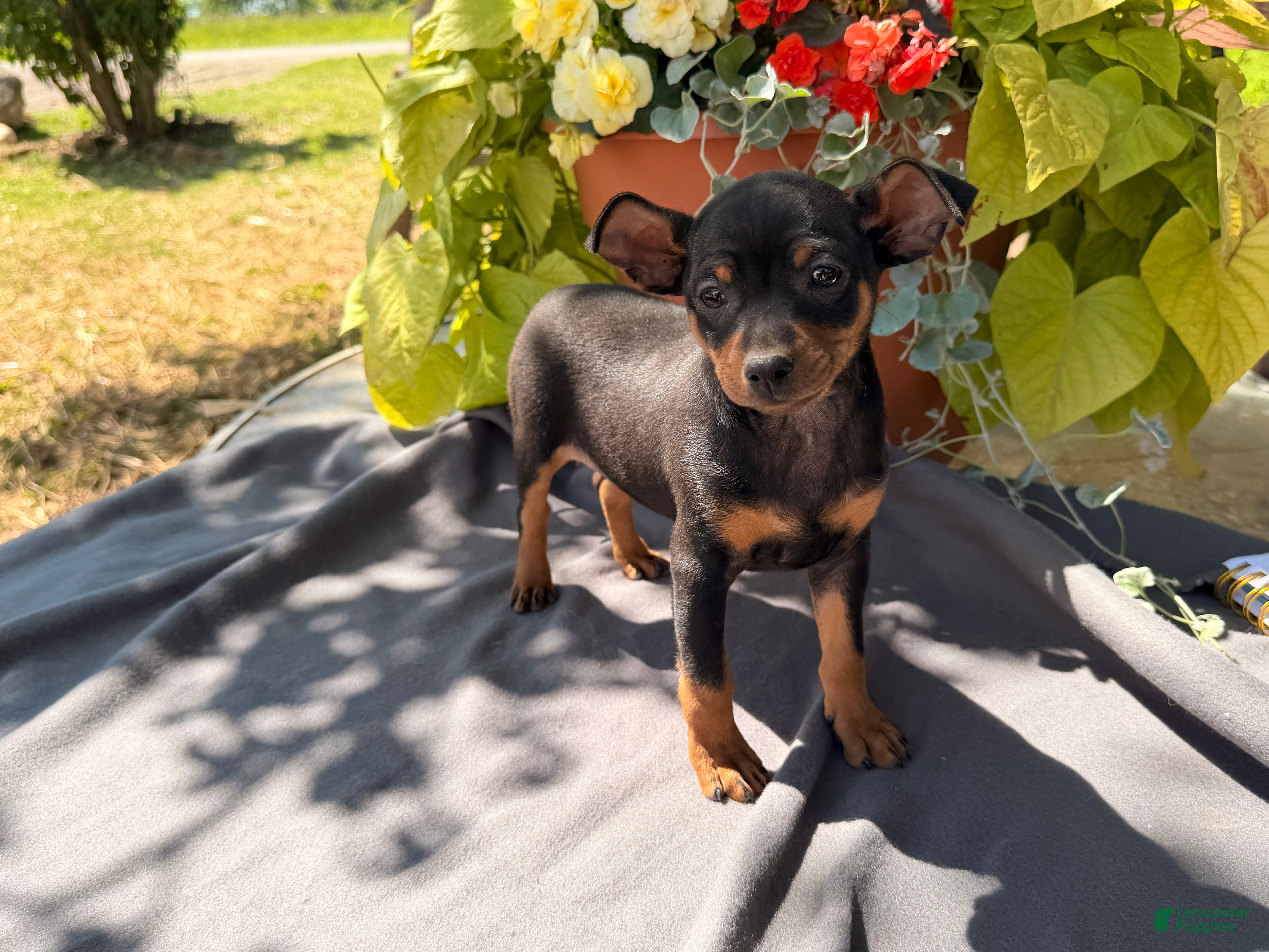 Miniature Pinscher dogs for sale: Isaac  - Ad 4