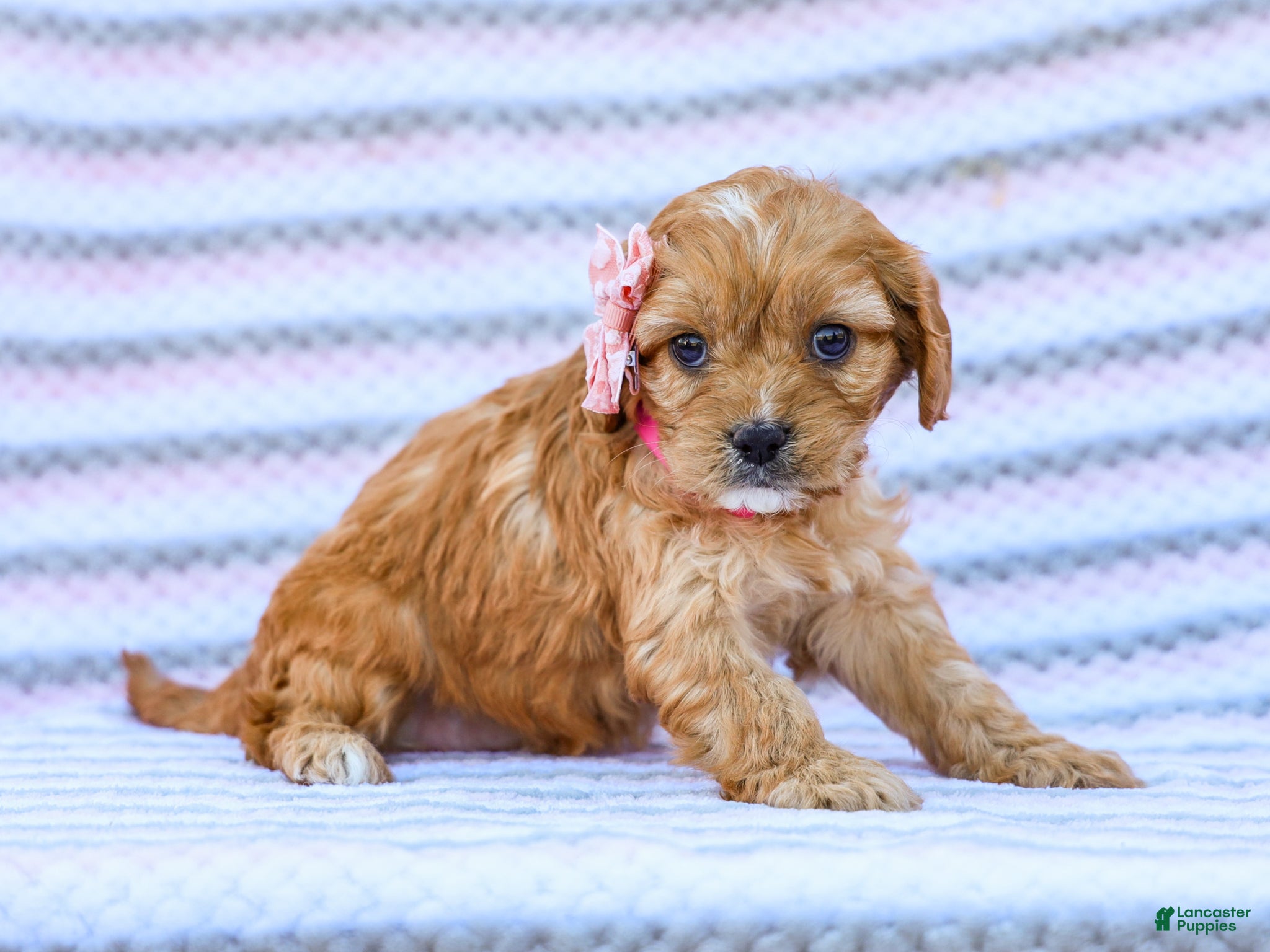Cavapoo dogs Barbie - Ad 2