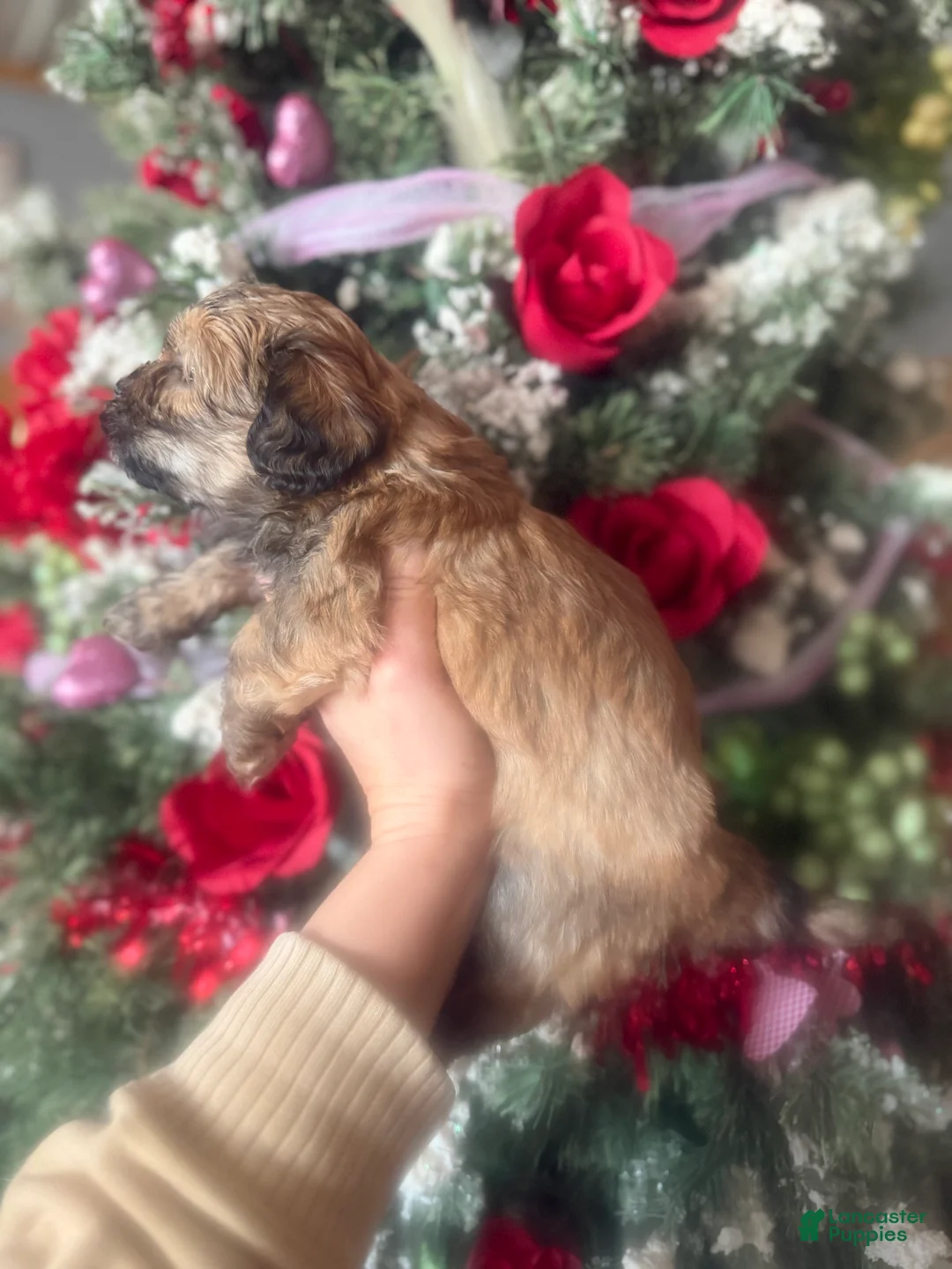 Malshi dogs for sale: Malshi Puppy 5 - Ad 2