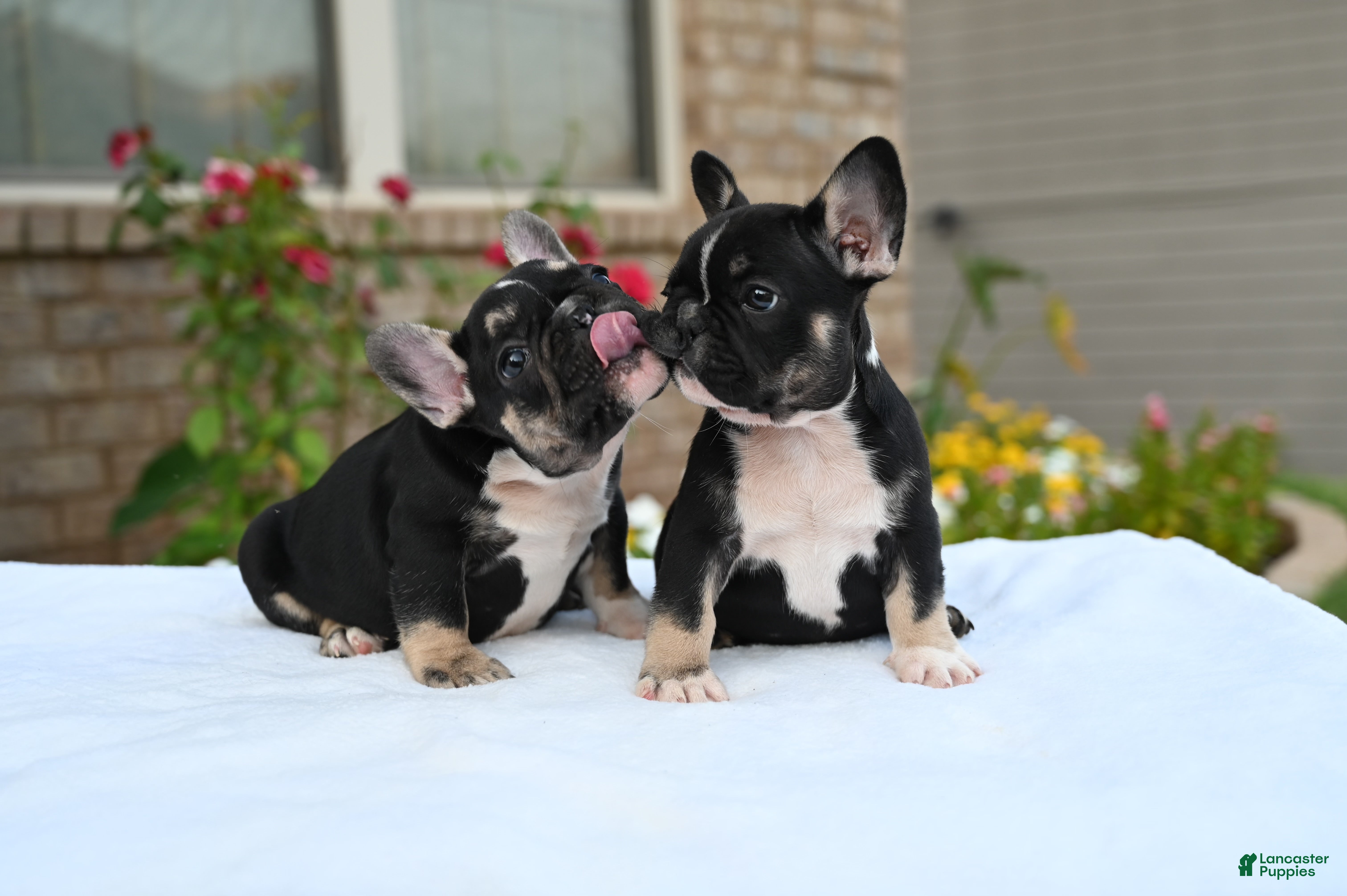 French Bulldog dogs Poppy - Ad 2