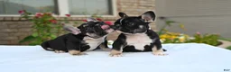 French Bulldog dogs for sale: Poppy - Ad 2