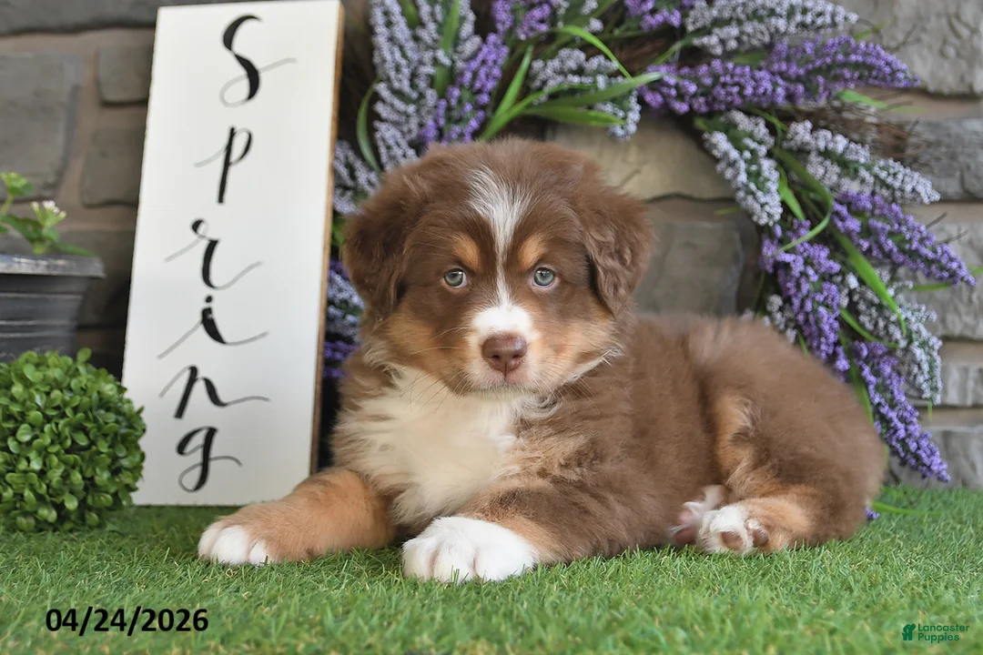 Australian Shepherd dogs for sale: Princess - Ad 2