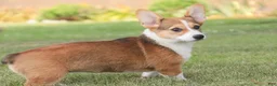 Welsh Corgi Pembroke dogs for sale: Ramona - Ad 4