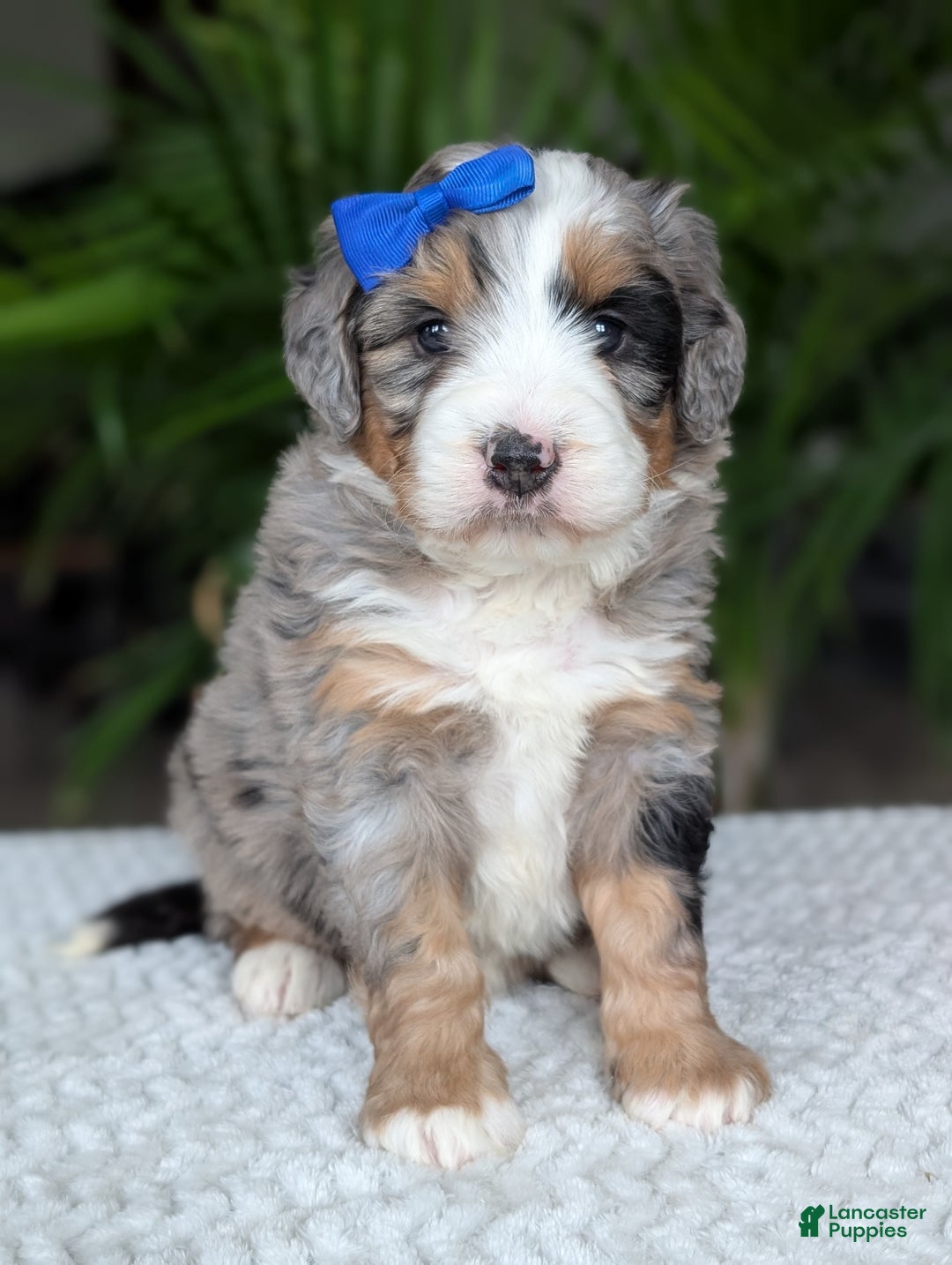 Mini Bernedoodle dogs for sale: Mini Louie  - Ad 5