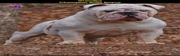 Olde English Bulldogge dogs for sale: Champ - Ad 3