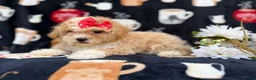 Bichpoo dogs for sale: Sadie - Ad 4