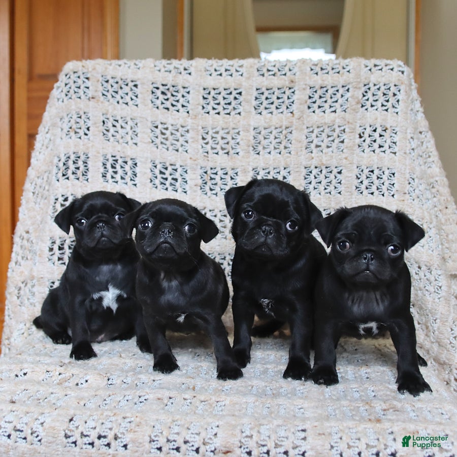 Pug dogs Brittany - Ad 2