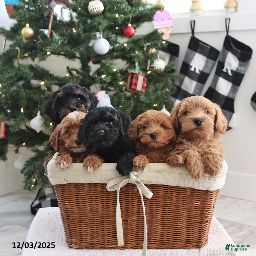 Cockapoo dogs for sale: Nico - Ad 2