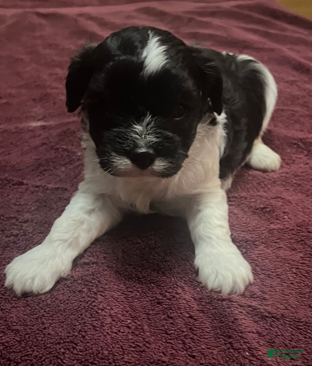 Cavapoo dogs for sale: Luke cavapoo - Ad 1