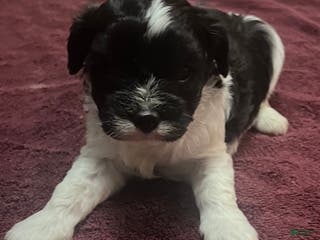 Cavapoo dogs Luke cavapoo - Ad 39