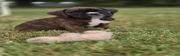 Boxer dogs for sale: Brownie - Ad 1