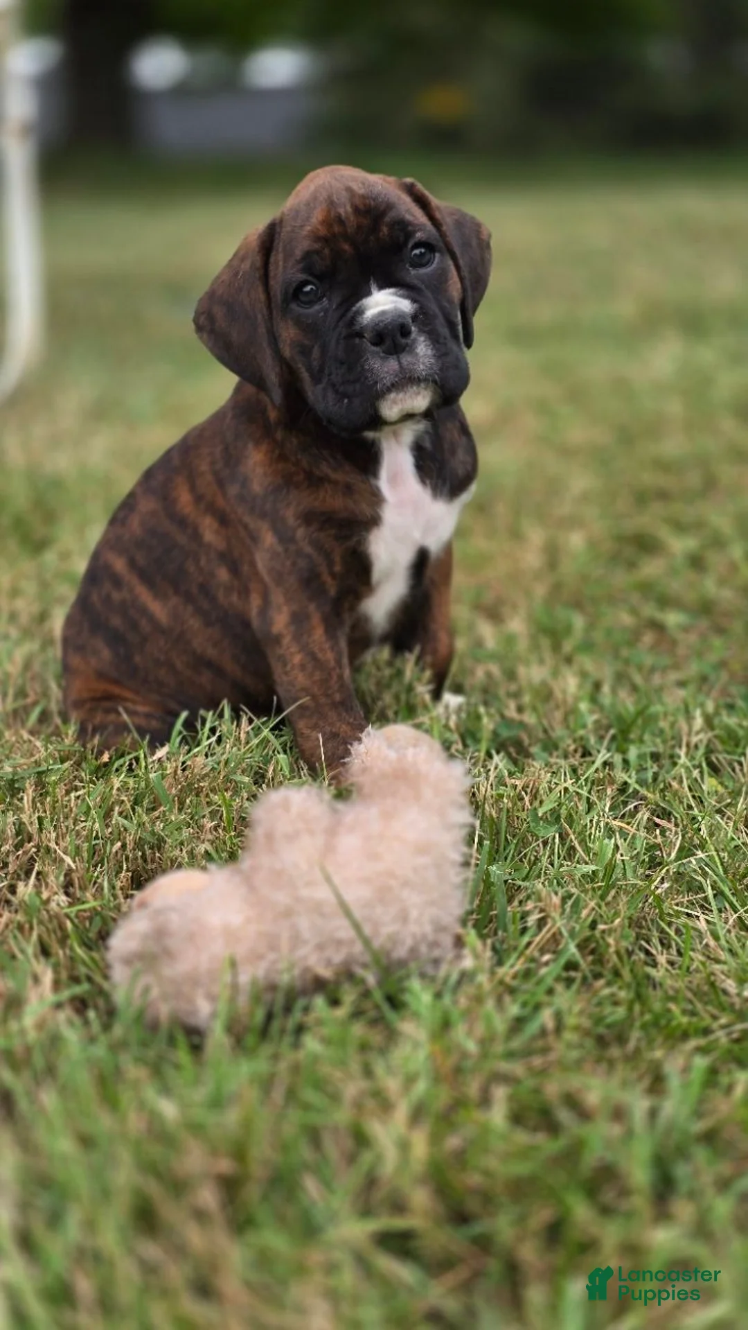 Boxer dogs for sale: Brownie - Ad 1