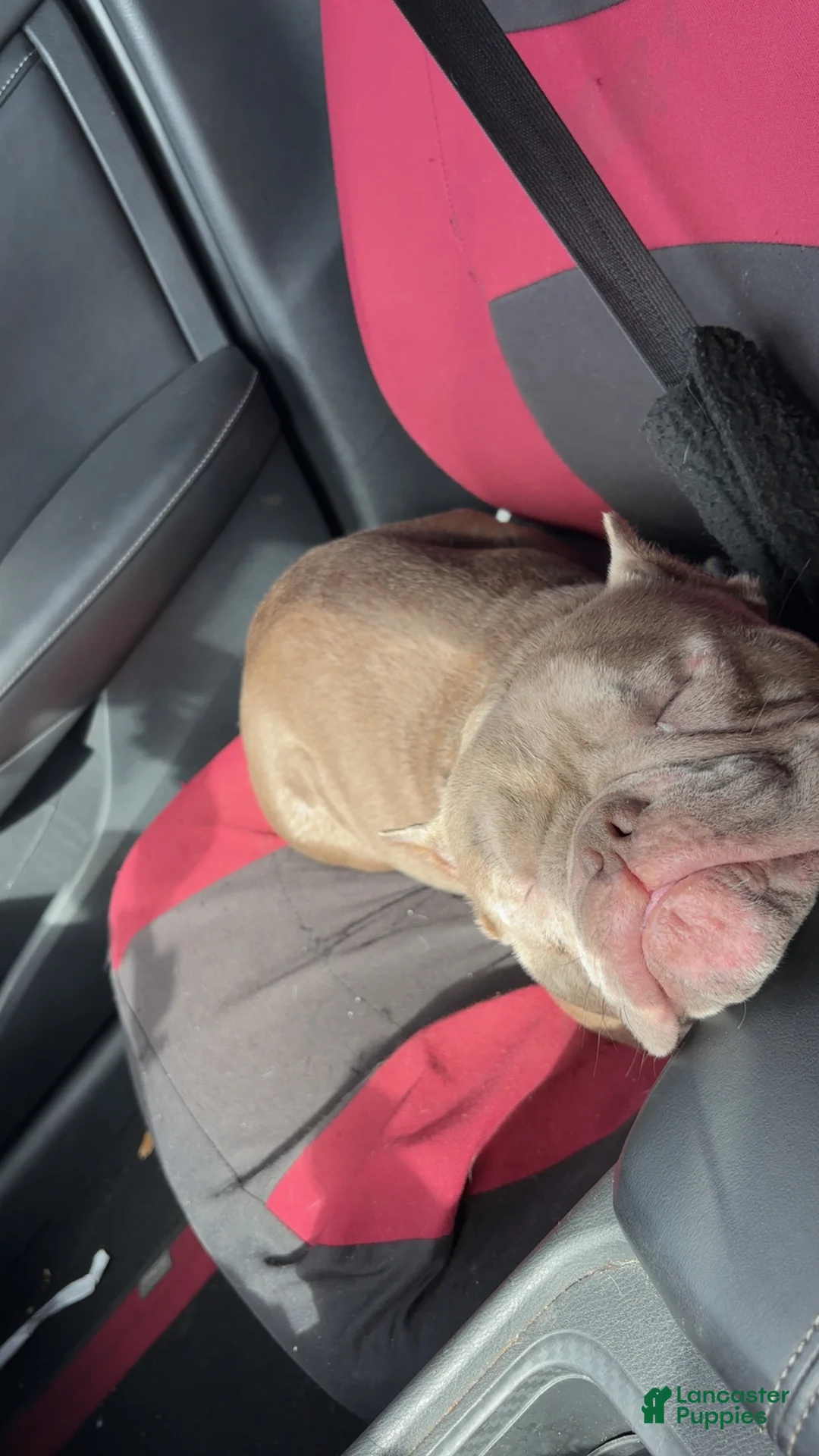 American Bulldog dogs for sale: American Bulldog Puppy 1 BEST OFFER - Ad 3