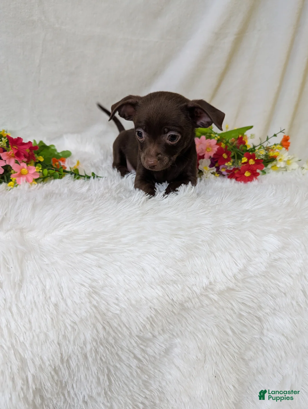 Chihuahua dogs for sale: Hershey kisses - Ad 5