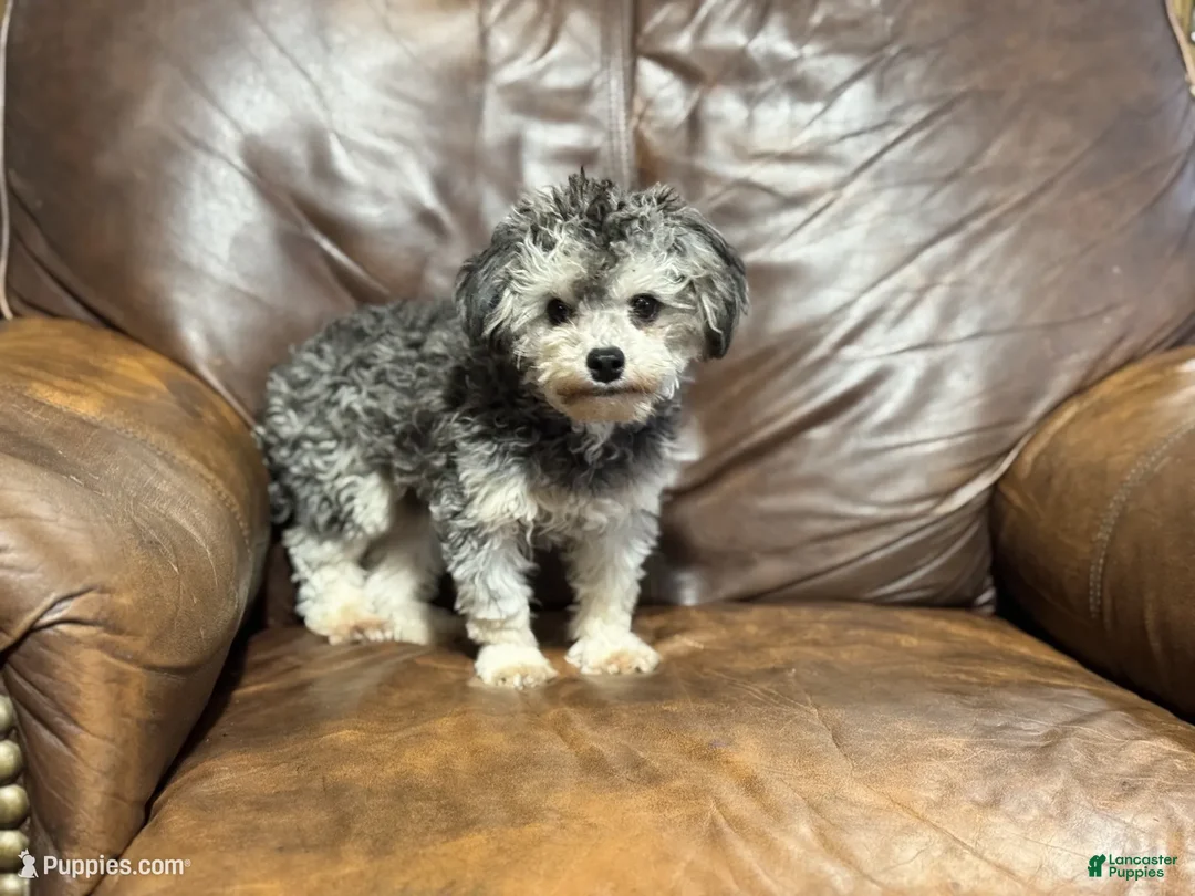 Toy Poodle dogs for sale: Bluey - Ad 2