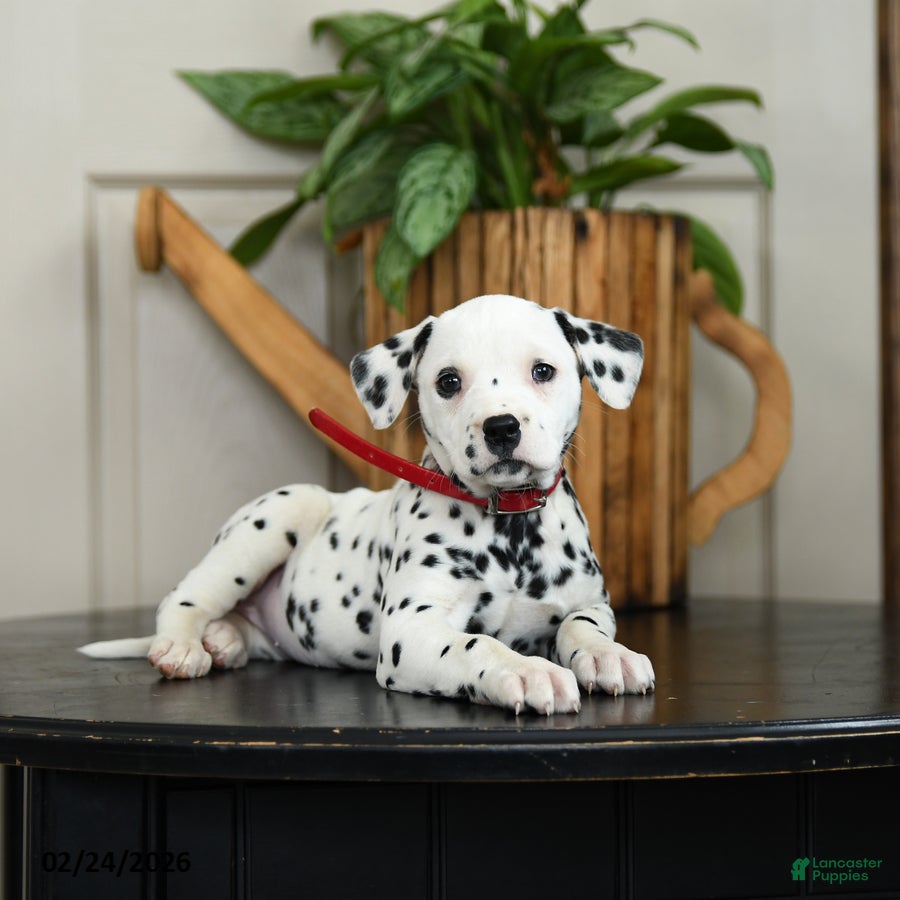 Dalmatian dogs Kenzie - Ad 1