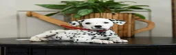 Dalmatian dogs for sale: Kenzie - Ad 1