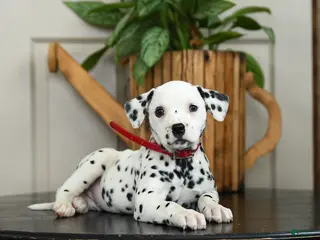 Dalmatian dogs for sale: Kenzie - Ad 3