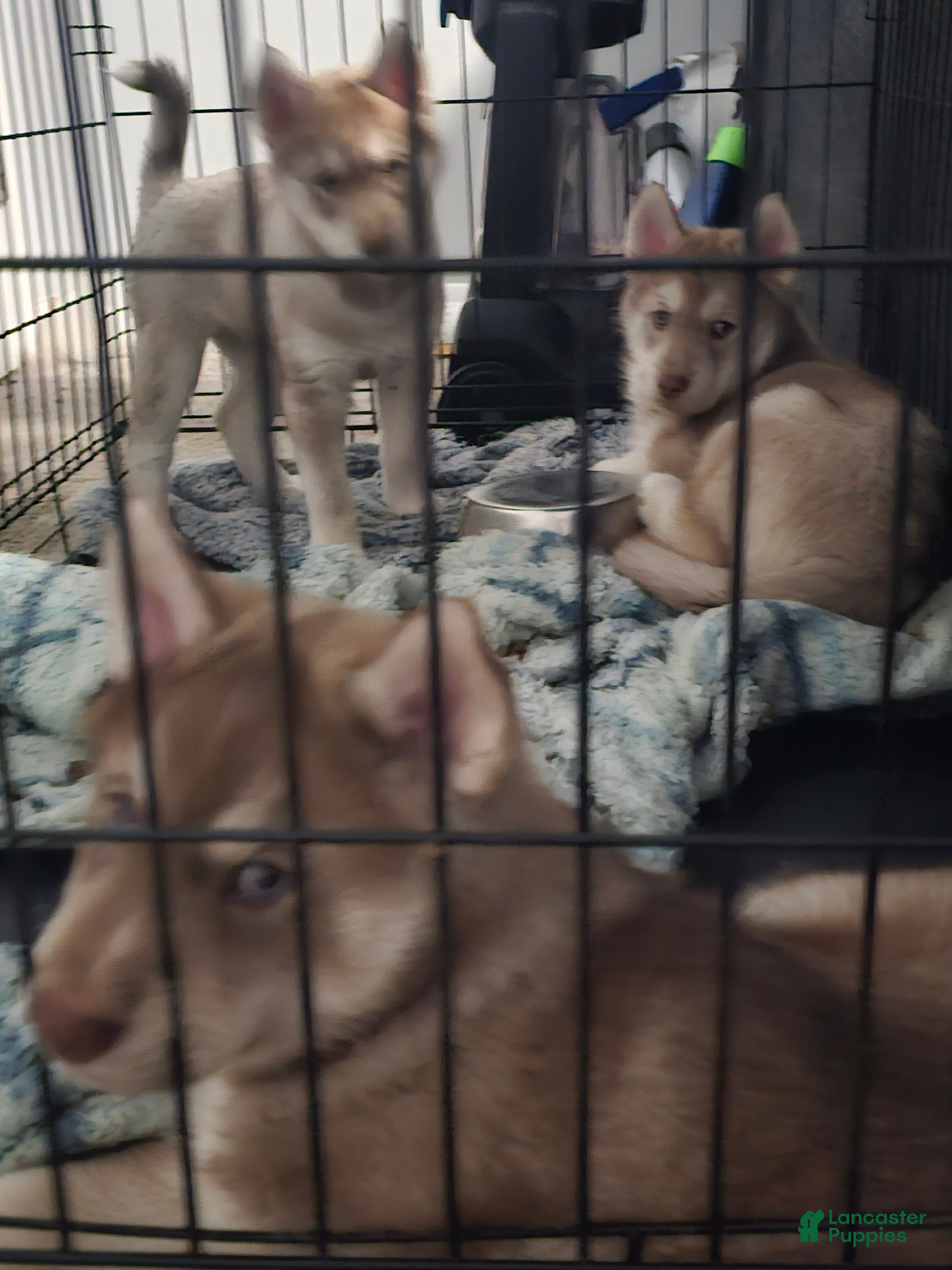 Mixed Breed dogs Porkchop - Ad 18