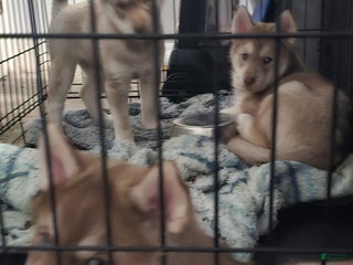 Mixed Breed dogs Porkchop - Ad 18