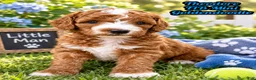 Mini Goldendoodle dogs for sale: Theodore - Ad 1