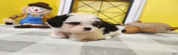 Teddy Bear dogs for sale: Claude - Ad 14