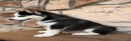 Pomsky dogs for sale: Chris - Ad 3